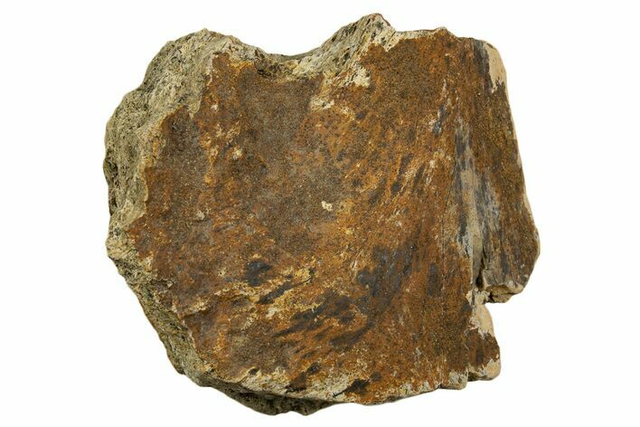 Dinosaur (Triceratops) Frill Shield Section - Montana #338914